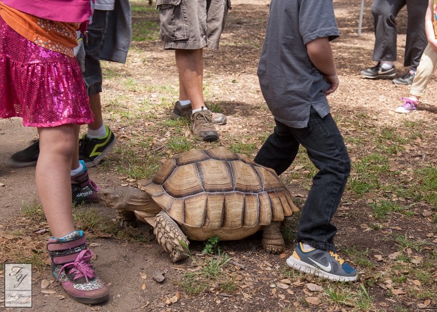turtle-conga turtle-conga
