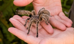 spider_1 spider_1